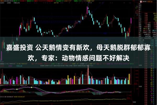 嘉盛投资 公天鹅情变有新欢，母天鹅脱群郁郁寡欢，专家：动物情感问题不好解决